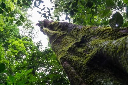 BNDES libera R$ 23 milhões para projeto ambiental no Amazonas | Brasil