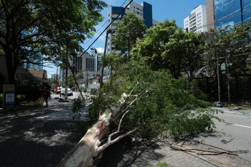 Árvores caídas sobre postes da rede de distribuição de energia devido à chuva forte que caiu em São Paulo em novembro de 2023 — Foto: Maria Isabel Oliveira/Agência O Globo