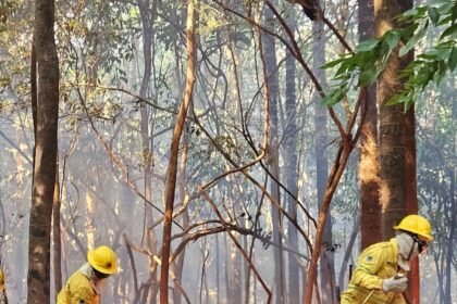 Brigadistas combatem incêndio na terra indigena Andira-Marau, no Amazonas — Foto: Divulgacao/Ibama