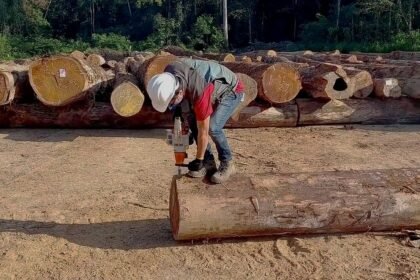 Checagem da procedência da madeira é aperfeiçoada | Amazônia