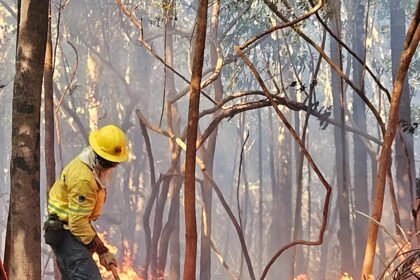 Brigadista combate incêndio florestal na Amazônia — Foto: Divulgação/Ibama