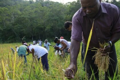 A COP16 criou um terceiro órgão permanente e voltado para as populações que realmente preservam a natureza, e reconhece o papel fundamental das populações afrodescendentes, que no Brasil são conhecidas como quilombolas, na preservação da biodiversidade — Foto: Marília Garcia Senlle/ISA