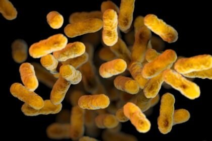 Imagem da bactéria Bordetella pertussis, que causa a coqueluche — Foto: CDC