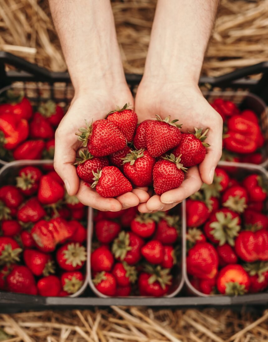 Web- Morango From above red fragrant big strawberry with green stem in hands of crop person holding berries over boxes full of harvest